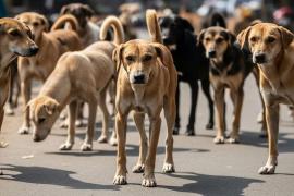 तेलंगाना में 300 कुत्तों की ह*त्या!