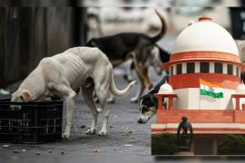 सुप्रीम कोर्ट का बड़ा आदेश! हर कुत्ते के काटने पर राज्य को भरना होगा भारी मुआवजा, फीडरों को कहा ‘उन्हें अपने घर ले जाएँ’