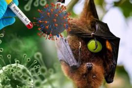 WHO प्रमुख ने भारत में निपाह वायरस के खतरे को बताया ‘बेहद गंभीर’, जताई चिंता