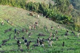 मणिपुर के दो हिल जिलों में दो दिन की कार्रवाई में 30 एकड़ अवैध पोपी खेती नष्ट