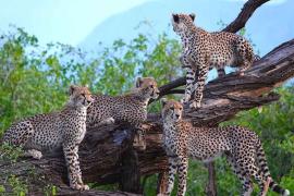 নামিবিয়া–দক্ষিণ আফ্রিকার পর বৎসোয়ানা থেকেও চিতা ভারতে, নতুন দল পৌঁছল কুনোতে