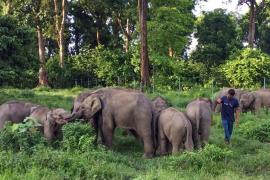 Illegal Electric Fences Kill Over 200 Elephants in Assam in 25 Year