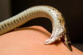 Sivasagar launches Assam’s first dedicated 24×7 snakebite helpline