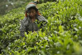 Assam Raises Orthodox Tea Subsidy to ₹15 per Kg