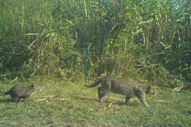 Kaziranga Emerges as Key Refuge for Fishing Cats, Study Finds Thriving Population