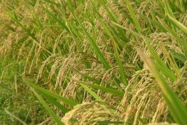 Joha Rice Prices Double in Assam Amid Demand Surge, Supply Crunch