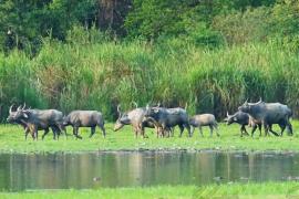 Kaziranga’s Wild Buffaloes to Be Translocated to Kanha Tiger Reserve