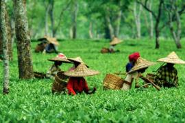 “असम अब सिर्फ चाय का राज्य नहीं, हम एक बड़ा औद्योगिक हब बना रहे हैं” - हिमंता बिस्वा सरमा