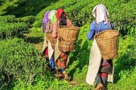 Middle East Tensions Cast Shadow Over Assam’s Orthodox Tea Exports