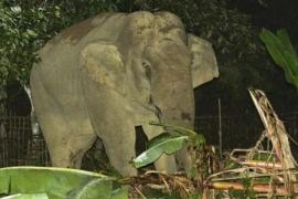 Two killed in elephant attack at tea estate in Assam’s Tinsukia