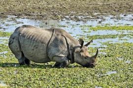 Forest Worker Injured in Rhino Attack at Kaziranga National Park