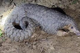 Pangolin Rescued, Two Smugglers Arrested in Wildlife Operation in Assam
