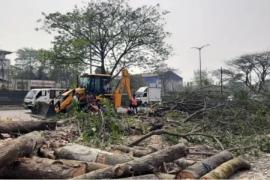 Over One Lakh Mature Trees Felled in Assam in Last Decade; Experts Raise Environmental Concerns