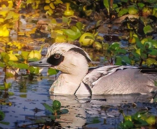 Rare Smew makes historic debut in Kaziranga National Park