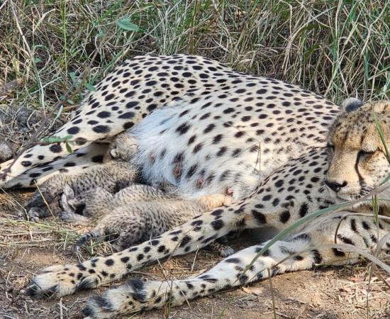 कूनो में चीता ‘गामिनी’ ने दिए तीन शावकों को जन्म, भारत में कुल संख्या बढ़कर 38