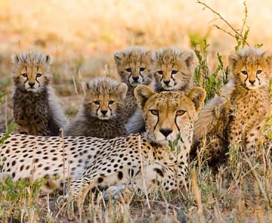 कूनो में पाँच शावकों का जन्म! 