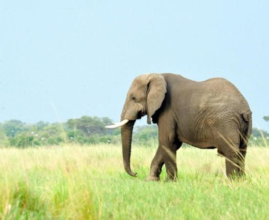 Assam Mahouts Receive Australian Training on Humane Elephant Handling