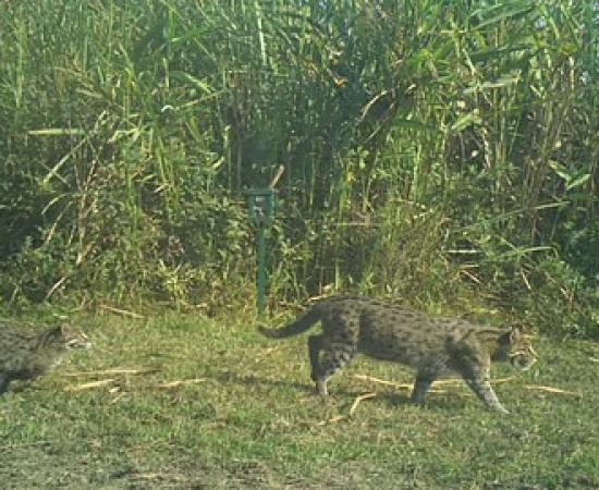 Kaziranga Emerges as Key Refuge for Fishing Cats, Study Finds Thriving Population