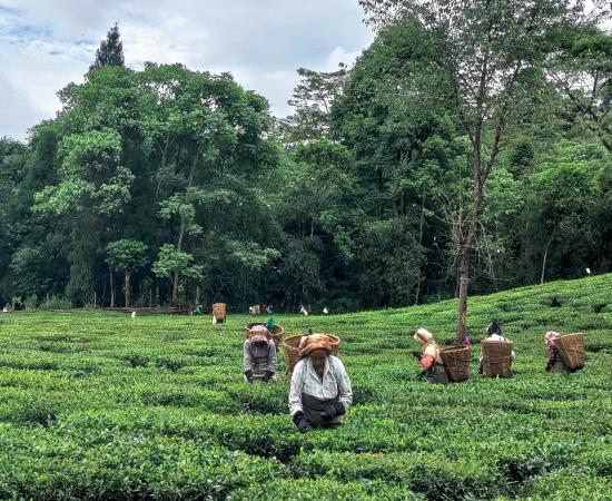 Bandhu Tirkey Slams Assam CM Over Neglect of Tea Workers