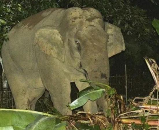 Two killed in elephant attack at tea estate in Assam’s Tinsukia